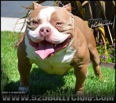 nocccd canvas. . Micro bully puppies for sale hoobly